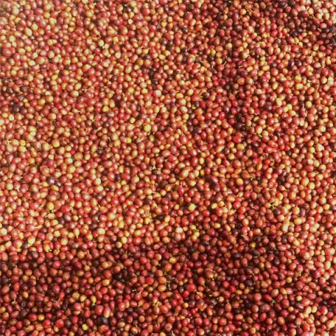 Phương pháp sơ chế khô của cà phê Arabica A Lưới