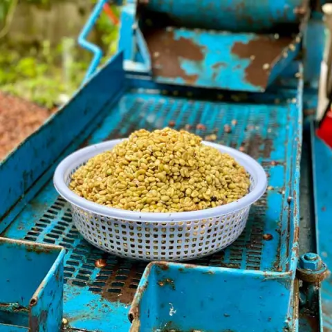 Cà phê chế biến ướt/wash processing là gì?