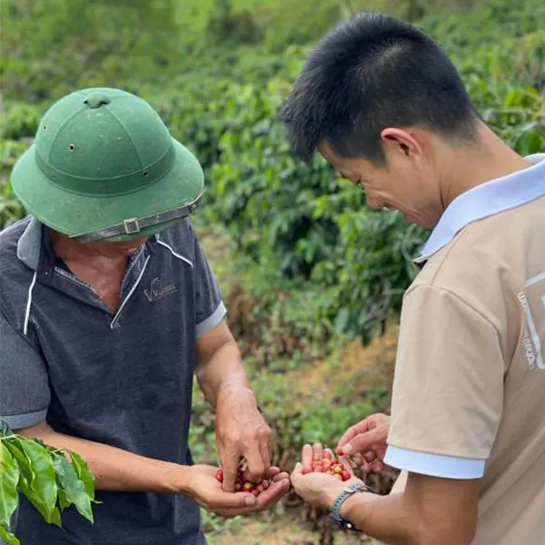 The Story of “A Luoi Hue Arabica Coffee” by Greenfields Coffee