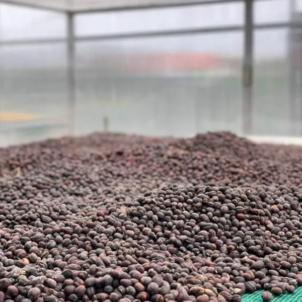 Dry Processing Method for A Luoi Arabica Coffee