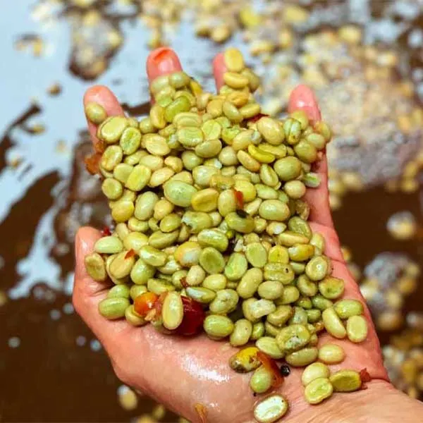 What is wet processing (washed processing) of coffee?
